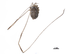 ( - BIOUG33205-F04)  @11 [ ] CreativeCommons - Attribution (2018) CBG Photography Group Centre for Biodiversity Genomics