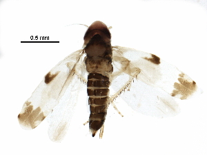  ( - BIOUG33446-G11)  @13 [ ] CreativeCommons - Attribution (2017) CBG Photography Group Centre for Biodiversity Genomics