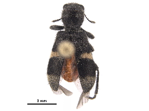  ( - BIOUG35259-G03)  @14 [ ] CreativeCommons - Attribution (2018) CBG Photography Group Centre for Biodiversity Genomics