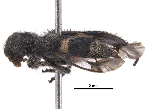  ( - BIOUG35259-G03)  @13 [ ] CreativeCommons - Attribution (2018) CBG Photography Group Centre for Biodiversity Genomics