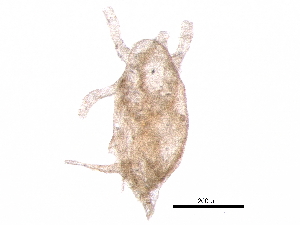  ( - BIOUG34338-D08)  @11 [ ] CreativeCommons - Attribution (2017) CBG Photography Group Centre for Biodiversity Genomics