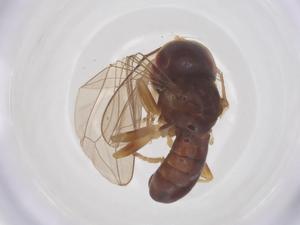  ( - BIOUG34370-H01)  @11 [ ] CreativeCommons - Attribution Share - Alike (2025) Centre for Biodiversity Genomics Centre for Biodiversity Genomics