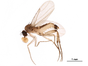  ( - BIOUG34534-A01)  @11 [ ] CreativeCommons - Attribution (2017) CBG Photography Group Centre for Biodiversity Genomics