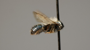  (Osmia thysanisca - OSAC_0001252212)  @11 [ ] CreativeCommons  Attribution (by) (2022) Pollinator Health Lab Oregon State University