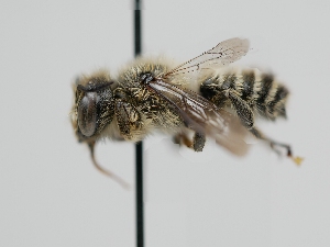  (Megachile coquilletti - OSAC_0001278084)  @11 [ ] CreativeCommons  Attribution (by) (2022) Pollinator Health Lab Oregon State University