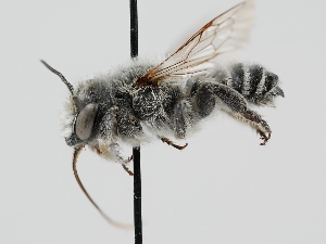  (Megachile umatillensis - OSAC_0001277070)  @11 [ ] CreativeCommons  Attribution (by) (2022) Pollinator Health Lab Oregon State University