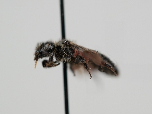  ( - OSAC_0001278129)  @11 [ ] CreativeCommons  Attribution (by) (2022) Pollinator Health Lab Oregon State University