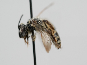  ( - OSAC_0001278226)  @11 [ ] CreativeCommons  Attribution (by) (2022) Pollinator Health Lab Oregon State University