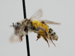  (Andrena bendensis - OSAC_0001278370)  @11 [ ] CreativeCommons  Attribution (by) (2022) Pollinator Health Lab Oregon State University