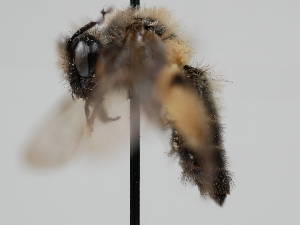  (Andrena monogonoparia - OSAC_0001278406)  @11 [ ] CreativeCommons  Attribution (by) (2022) Pollinator Health Lab Oregon State University