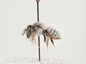  (Megachile albohirta - ORBIT_0108)  @11 [ ] nrr (2023) Unspecified Thomas Wood