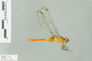  (Orthetrum pruinosum neglectum - RMNH.INS.508445)  @13 [ ] CreativeCommons - Attribution Non-Commercial Share-Alike (2013) Unspecified Naturalis Biodiversity Center