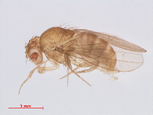  (Drosophila ananassae - 13026-17)  @13 [ ] CreativeCommons - Attribution Non-Commercial Share-Alike (2013) Unspecified Naturalis Biodiversity Centre