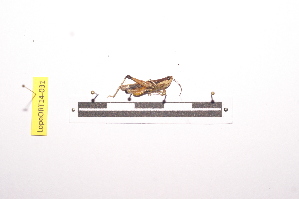  ( - LopeORT14-031)  @11 [ ] CreativeCommons - Attribution Non-Commercial Share-Alike (2014) Nicolas Moulin Nicolas Moulin entomologie
