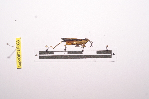 ( - LopeORT14-033)  @11 [ ] CreativeCommons - Attribution Non-Commercial Share-Alike (2014) Nicolas Moulin Nicolas Moulin entomologie