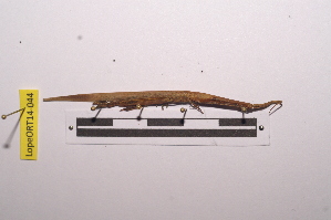  (Cannula gracilipes - LopeORT14-044)  @11 [ ] CreativeCommons - Attribution Non-Commercial Share-Alike (2014) Nicolas Moulin Nicolas Moulin entomologie
