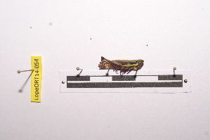  ( - LopeORT14-054)  @12 [ ] CreativeCommons - Attribution Non-Commercial Share-Alike (2014) Nicolas Moulin Nicolas Moulin entomologie