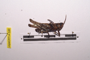  ( - LopeORT14-120)  @11 [ ] CreativeCommons - Attribution Non-Commercial Share-Alike (2014) Nicolas Moulin Nicolas Moulin entomologie