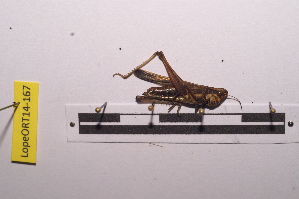  ( - LopeORT14-167)  @11 [ ] CreativeCommons - Attribution Non-Commercial Share-Alike (2014) Nicolas Moulin Nicolas Moulin entomologie