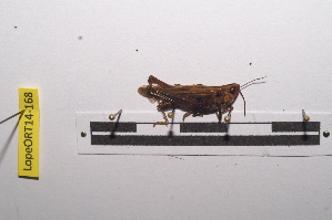  ( - LopeORT14-168)  @12 [ ] CreativeCommons - Attribution Non-Commercial Share-Alike (2014) Nicolas Moulin Nicolas Moulin entomologie