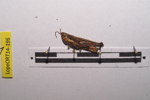  ( - LopeORT14-196)  @12 [ ] CreativeCommons - Attribution Non-Commercial Share-Alike (2014) Nicolas Moulin Nicolas Moulin entomologie