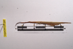  ( - LopeORT14-197)  @12 [ ] CreativeCommons - Attribution Non-Commercial Share-Alike (2014) Nicolas Moulin Nicolas Moulin entomologie