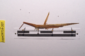  ( - LopeORT14-207)  @12 [ ] CreativeCommons - Attribution Non-Commercial Share-Alike (2014) Nicolas Moulin Nicolas Moulin entomologie