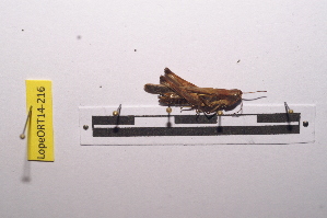  ( - LopeORT14-216)  @12 [ ] CreativeCommons - Attribution Non-Commercial Share-Alike (2014) Nicolas Moulin Nicolas Moulin entomologie