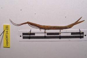  ( - LopeORT14-231)  @12 [ ] CreativeCommons - Attribution Non-Commercial Share-Alike (2014) Nicolas Moulin Nicolas Moulin entomologie