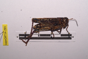 (Gastrimargus ochraceus - LopeORT14-291)  @13 [ ] CreativeCommons - Attribution Non-Commercial Share-Alike (2014) Nicolas Moulin Nicolas Moulin entomologie