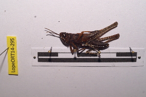  ( - LopeORT14-295)  @11 [ ] CreativeCommons - Attribution Non-Commercial Share-Alike (2014) Nicolas Moulin Nicolas Moulin entomologie