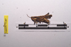  ( - LopeORT14-387)  @12 [ ] CreativeCommons - Attribution Non-Commercial Share-Alike (2014) Nicolas Moulin Nicolas Moulin entomologie