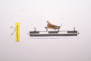  ( - LopeORT14-403)  @12 [ ] CreativeCommons - Attribution Non-Commercial Share-Alike (2014) Nicolas Moulin Nicolas Moulin entomologie