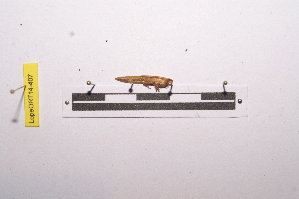  ( - LopeORT14-407)  @12 [ ] CreativeCommons - Attribution Non-Commercial Share-Alike (2014) Nicolas Moulin Nicolas Moulin entomologie