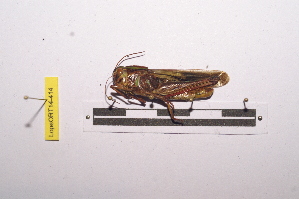  (Gastrimargus determinatus - LopeORT14-414)  @11 [ ] CreativeCommons - Attribution Non-Commercial Share-Alike (2014) Nicolas Moulin Nicolas Moulin entomologie