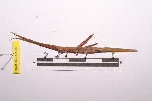  ( - LopeORT14-448)  @12 [ ] CreativeCommons - Attribution Non-Commercial Share-Alike (2014) Nicolas Moulin Nicolas Moulin entomologie