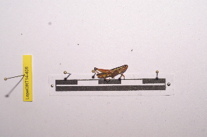  ( - LopeORT14-456)  @12 [ ] CreativeCommons - Attribution Non-Commercial Share-Alike (2014) Nicolas Moulin Nicolas Moulin entomologie