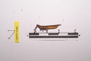  ( - LopeORT14-463)  @11 [ ] CreativeCommons - Attribution Non-Commercial Share-Alike (2014) Nicolas Moulin Nicolas Moulin entomologie