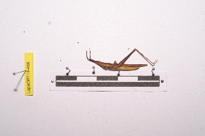  (Amphicremna scalata - LopeORT14-468)  @12 [ ] CreativeCommons - Attribution Non-Commercial Share-Alike (2014) Nicolas Moulin Nicolas Moulin entomologie