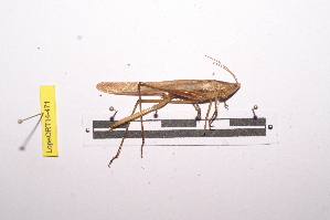  (Ruspolia sp. 1BM - LopeORT14-471)  @13 [ ] CreativeCommons - Attribution Non-Commercial Share-Alike (2014) Nicolas Moulin Nicolas Moulin entomologie