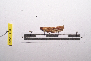  ( - LopeORT14-534)  @12 [ ] CreativeCommons - Attribution Non-Commercial Share-Alike (2014) Nicolas Moulin Nicolas Moulin entomologie