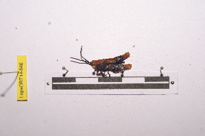  (Stenohippus xanthus - LopeORT14-546)  @12 [ ] CreativeCommons - Attribution Non-Commercial Share-Alike (2014) Nicolas Moulin Nicolas Moulin entomologie