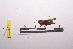  ( - LopeORT14-572)  @12 [ ] CreativeCommons - Attribution Non-Commercial Share-Alike (2014) Nicolas Moulin Nicolas Moulin entomologie