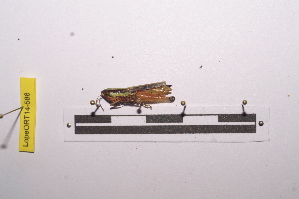  ( - LopeORT14-586)  @12 [ ] CreativeCommons - Attribution Non-Commercial Share-Alike (2014) Nicolas Moulin Nicolas Moulin entomologie