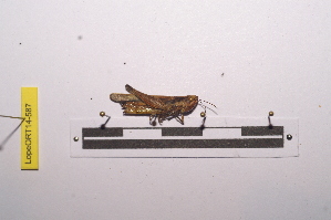  ( - LopeORT14-587)  @12 [ ] CreativeCommons - Attribution Non-Commercial Share-Alike (2014) Nicolas Moulin Nicolas Moulin entomologie