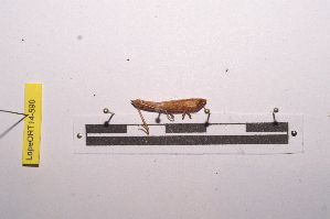  ( - LopeORT14-590)  @12 [ ] CreativeCommons - Attribution Non-Commercial Share-Alike (2014) Nicolas Moulin Nicolas Moulin entomologie