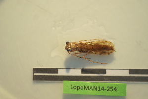  (Amorphoscelinae - LopeMAN14-254)  @13 [ ] CreativeCommons - Attribution Non-Commercial Share-Alike (2014) Nicolas Moulin Nicolas Moulin entomologie