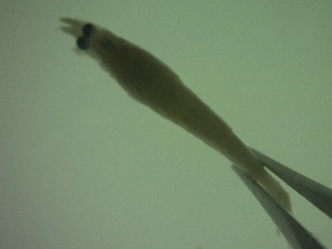  ( - DE5PG)  @11 [ ] Attribution by P. Govender (2021) J.Groeneveld Oceanographic Research Institute
