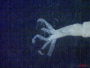  ( - E3-O27)  @11 [ ] Unspecified (default): All Rights Reserved (2021) J.Groeneveld Oceanographic Research Institute
