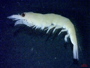  ( - E3-O34)  @11 [ ] Unspecified (default): All Rights Reserved (2021) J.Groeneveld Oceanographic Research Institute